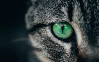 Cat green eye closeup naturalism - daniel lieske free wallpaper