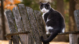 Black white cat wooden bench - american impressionism free wallpaper