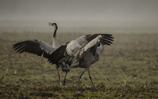 Couple birds grass field flowers - top of a grass free wallpaper for desktop