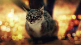 Cat bokeh green eyes tilt - a cat free wallpaper