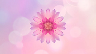 Pink flower bloom lensflare sunflower - a pink flower free wallpaper for desktop