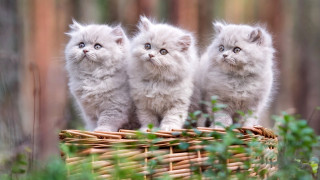 Three kittens basket woods cute - the wood free wallpaper