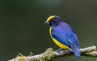 Blue yellow bird branch moss - quito school free wallpaper