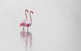 Flamingos foggy water ballet dress - a foggy background free wallpaper