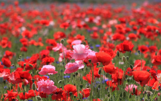 Flower field impressionist bouquet nature - eliot hodgkin free wallpaper