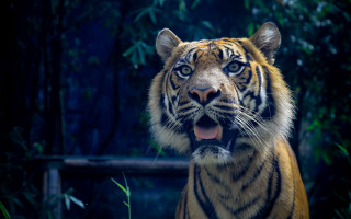 Tiger standing open mouth bamboo - mouth wide open free wallpaper