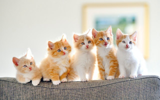 Kittens couch group cute blurry - a couch together free wallpaper