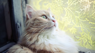 Cat sillhouette sky sunshine greeneyes - soft focus free wallpaper