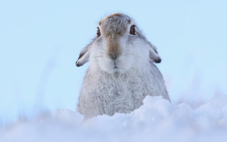 Rabbit sitting snow looking up - the sky behind free wallpaper