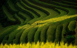 Man walking green grass yellow - dai xi free wallpaper for desktop