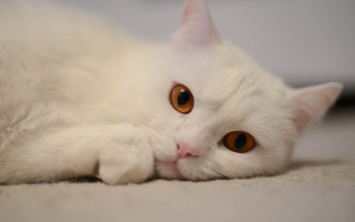 White cat brown eyes sad 3 - brown eye free wallpaper