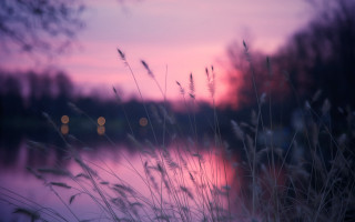 Blurry lake sunset grass branch - the foreground and a sunset in the background free wallpaper for desktop