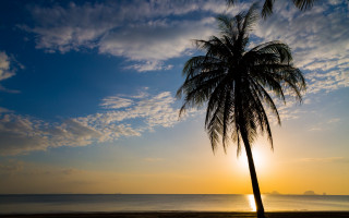Sunset palm tree beach ocean - the ocean in the background free wallpaper