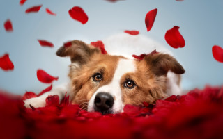 Dog red rug petals falling - a red rug free wallpaper for desktop