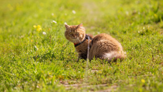 Cat grass daisy flower bush - a leash free wallpaper