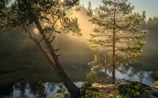 Forest river trees sunlight backlit - arkhip kuindzhi free wallpaper