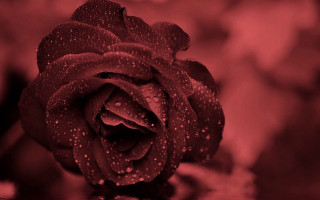 Red rose water droplets neo - a few other thing free wallpaper