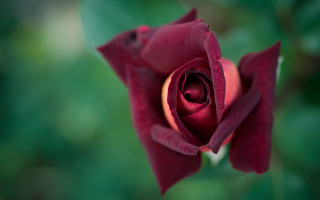 Red rose green leaves macro 5 - rich deep color free wallpaper
