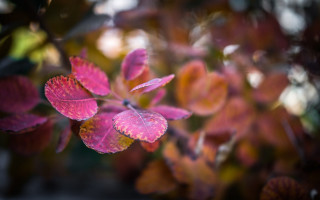 Pink flower green leaves macro 8 - the background and a blurry background of leaves free wallpaper
