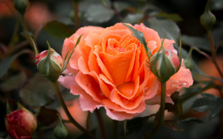 Pink rose water droplets macro 12 - rose free wallpaper for desktop