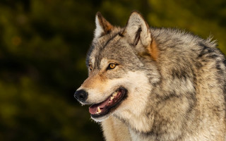 Wolf open mouth teeth forest - his mouth open free wallpaper