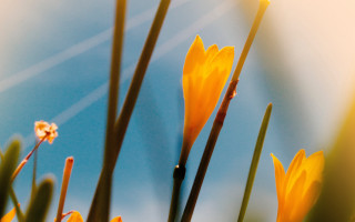 Yellow flowers blue sky shallow - elizabeth durack free wallpaper