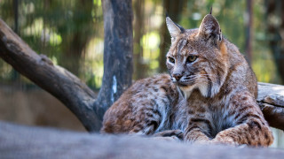Lynx couple rock forest nature - a rock in a forest free wallpaper