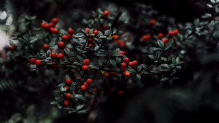 Bush red berries green leaves 4 - red berry free wallpaper