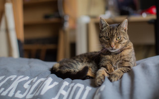 Cat blanket room bokeh laptop - caspar wolf free wallpaper