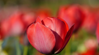 Red tulip bokeh blurry background - boetius adamsz bolswert free wallpaper for desktop
