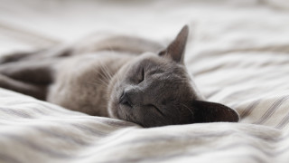 Cat sleeping bed blurry florianne - the pillow free wallpaper