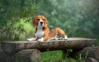 Dog forest log grass nature - in a forest free wallpaper