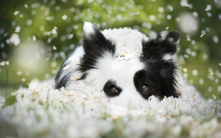 Dog grass flowers wideeyes blurry - him free wallpaper for desktop