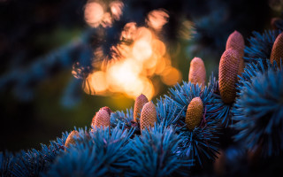 Pine tree bokeh fireworks sunflower - a close up of a pine tree free wallpaper