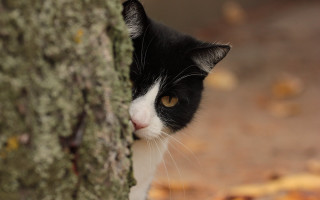 Black white cat peeking tree - sharp focus free wallpaper for desktop