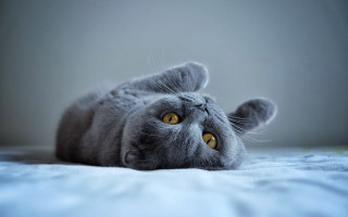 Cat paw up wide eyes - one paw free wallpaper