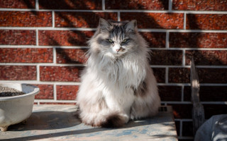 Cat brick wall dirt bowl - a table next free wallpaper