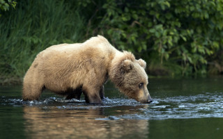 Brown bear river forest nature - a brown bear free wallpaper