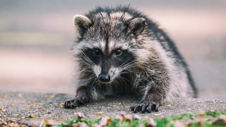 Raccoon walking camera blurry depthflower - darrell riche free wallpaper