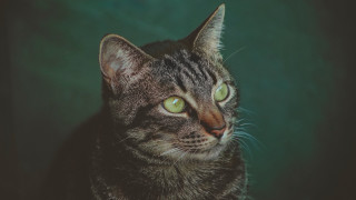 Cat green eyes serious felix - its face and chest free wallpaper for desktop