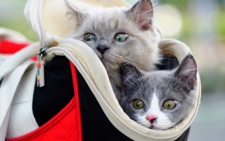 Cats backpack grey white owl - free cats wallpaper