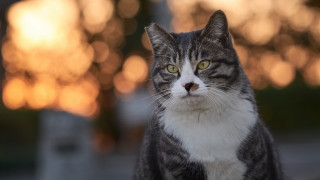 Cat white gray yellow eyes - neoism free wallpaper for desktop