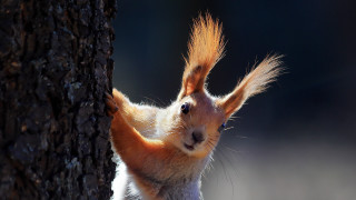 Squirrel standing up blue eyes - its front paw free wallpaper for desktop