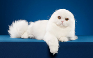White cat blue background rococo - a blue surface free wallpaper