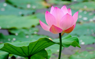 Pink flower water lilies green - a pond of water lilies free wallpaper