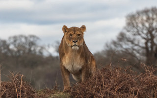 Lion drygrass field trees bushes - andrew geddes free wallpaper for desktop