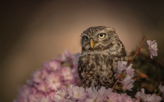 Small owl flower branch blurry - a small owl free wallpaper for desktop