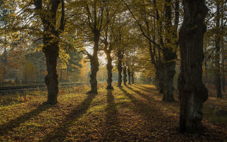 Trees traintrack woods sunset fence - deep shadow free wallpaper