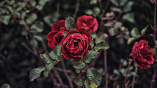 Red roses green leaves bokeh - red rose free wallpaper