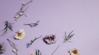 Flowers lily daisy pink purple - a table together free wallpaper